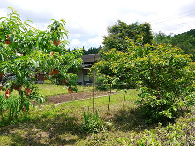 FLC日記 果実は順調!でも野菜が・・・_a0254656_106641.jpg