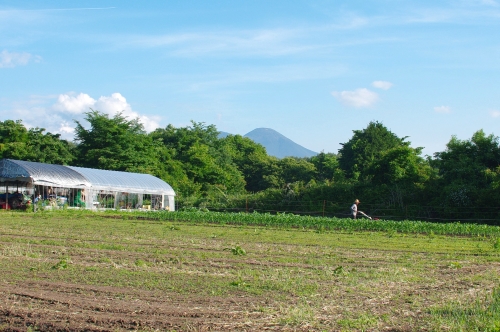 最近の大豆畑とジャガイモの花_c0110869_21372956.jpg
