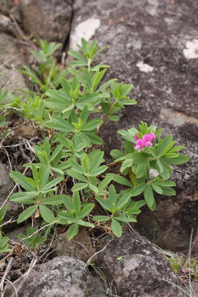 シャジクソウ 北海道植物探索記