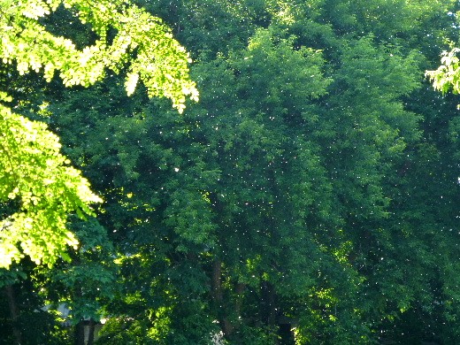 d0084473_21154812.jpg