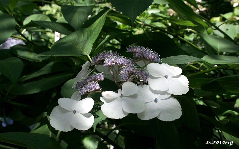 御霊神社の紫陽花　2012(4)_e0182674_20375084.jpg