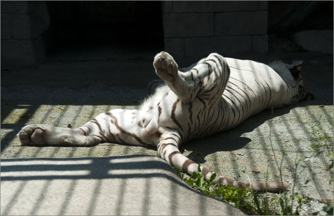 White Tiger_b0185475_1005936.jpg