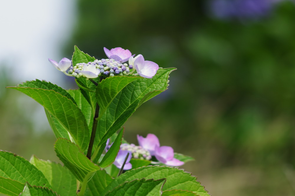 紫陽花　その３_a0227277_9141926.jpg