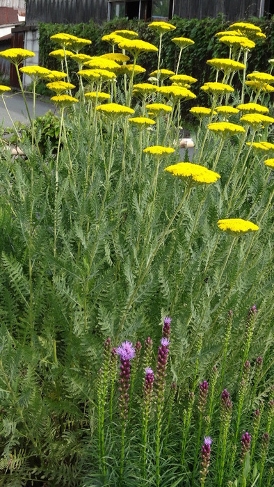 畑で、　黄花ノコギリソウが、満開・・・♪　　２０１２．６．２６_c0153880_21351298.jpg