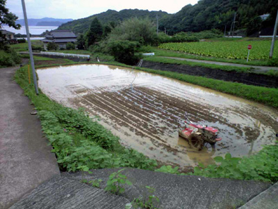 ３年目の田植え_c0187980_1352279.jpg