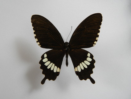 シロオビアゲハ　Papilio polytes_d0168981_18233645.jpg