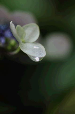 a0275782_20264567.gif
