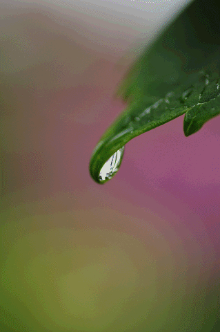 a0275782_20272762.gif