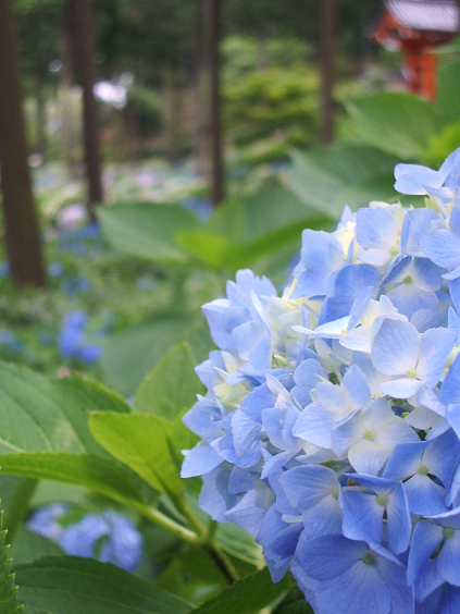 三室戸寺 ⑥ あじさいの花　みずいろ_c0158882_11423489.jpg