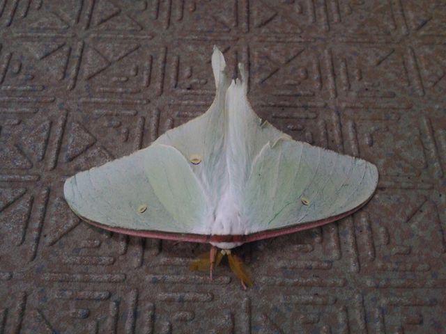 蛾 ラーメンと競馬と映画がたまらなく好きです