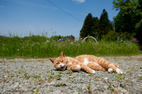 飯舘村の猫マメの幸せについて_a0234688_19484281.jpg