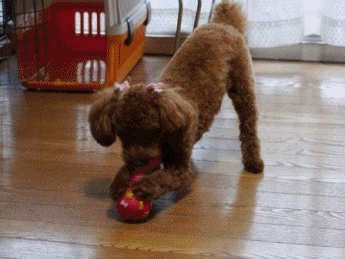♪♪さくら♪♪、久しぶりのトリミング_b0175688_21451786.gif