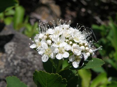 小さな花盛り~浄土平・鎌沼_a0096989_19492747.jpg