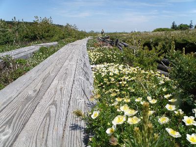 小さな花盛り~浄土平・鎌沼_a0096989_19594479.jpg