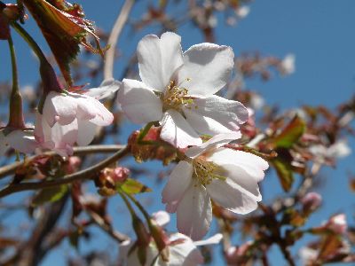 小さな花盛り~浄土平・鎌沼_a0096989_2071043.jpg