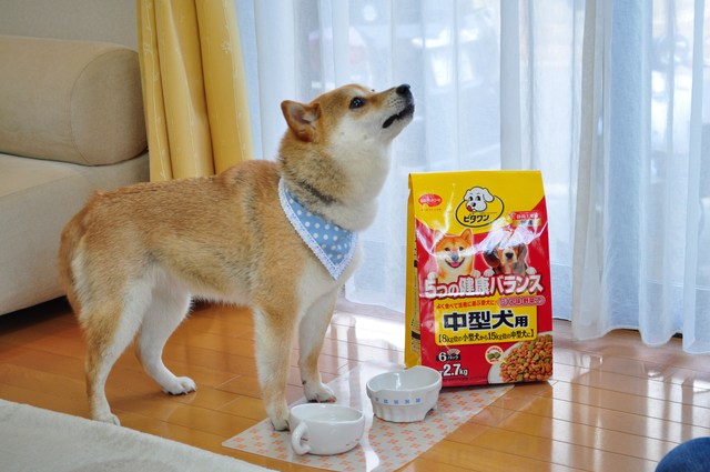 かぼちゃんだけずるいニャ!!_a0126590_221748.jpg