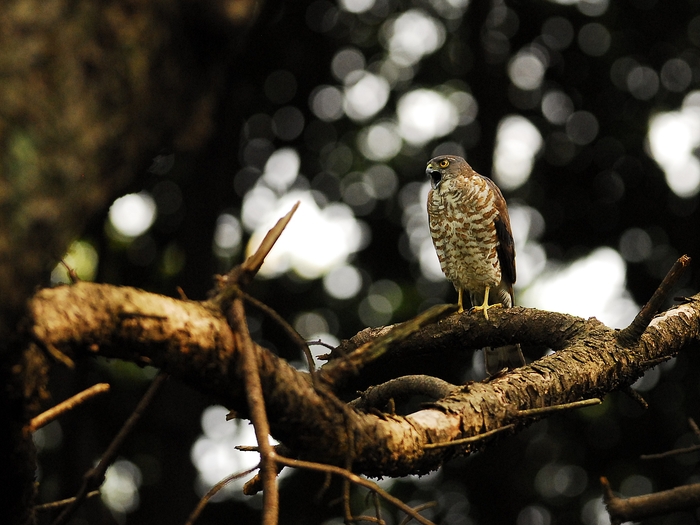 巣作りを決して諦めないツミ夫婦/Japanese Lesser Sparrowhawk_a0223993_23271817.jpg