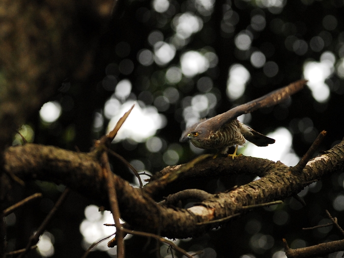 巣作りを決して諦めないツミ夫婦/Japanese Lesser Sparrowhawk_a0223993_23272693.jpg