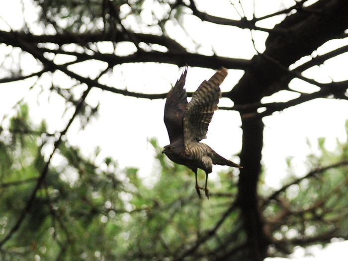 巣作りを決して諦めないツミ夫婦/Japanese Lesser Sparrowhawk_a0223993_23273466.jpg