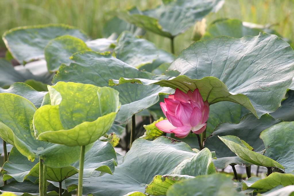 ツバメがカワセミを襲撃!!/蓮の花が綺麗です_b0024798_1040259.jpg