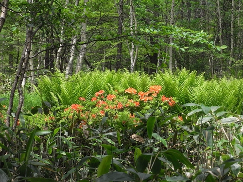 b0138798_170207.jpg