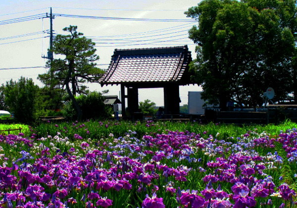 梅雨晴れの日に 菖蒲城址あやめ園 に出かけた 滋ちゃんの撮影日記