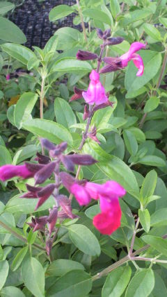 c0186103_14221738.jpg