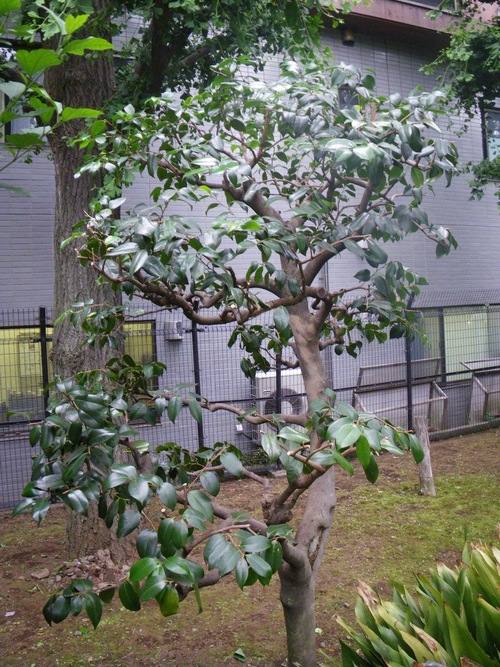 ツバキ剪定 植木屋の独り言