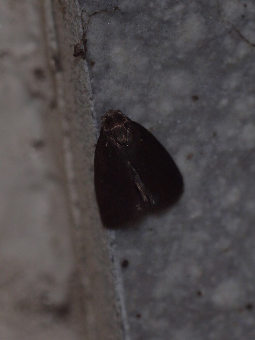 カギバイラガ_c0116915_0183886.jpg