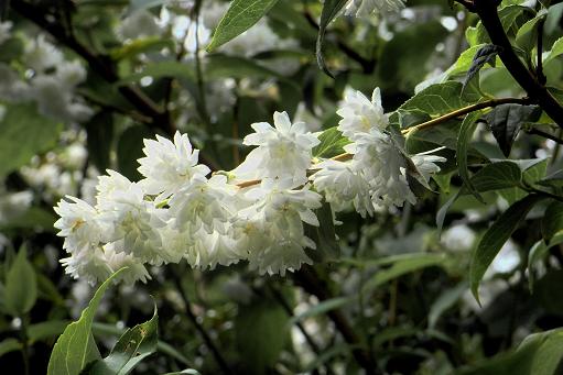 卯の花の匂う垣根に チルターンの風に吹かれてーイギリスの小さな村の小さな庭からー