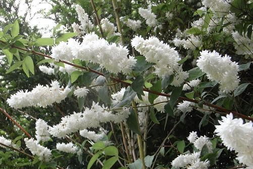 卯の花の匂う垣根に チルターンの風に吹かれてーイギリスの小さな村の小さな庭からー