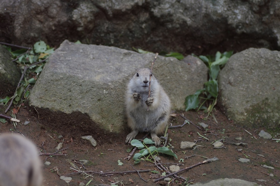 千葉市動物公園のプレーリードッグのせつない物語_c0222817_18195142.jpg