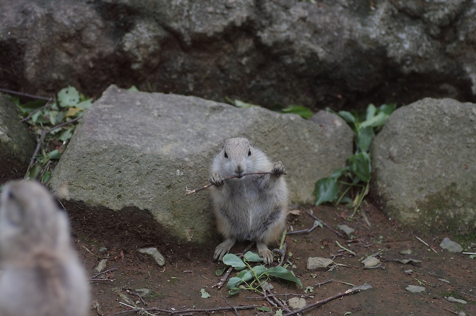 千葉市動物公園のプレーリードッグのせつない物語_c0222817_18195730.jpg