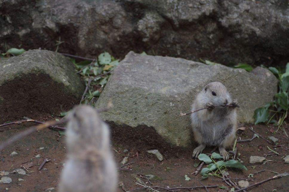 千葉市動物公園のプレーリードッグのせつない物語_c0222817_18204475.jpg