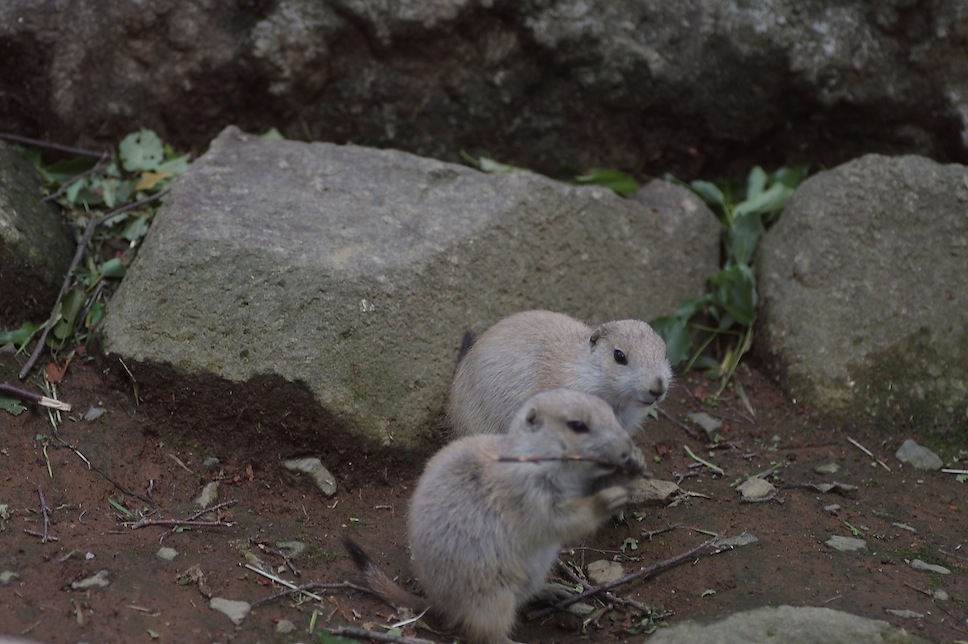 千葉市動物公園のプレーリードッグのせつない物語_c0222817_18213891.jpg