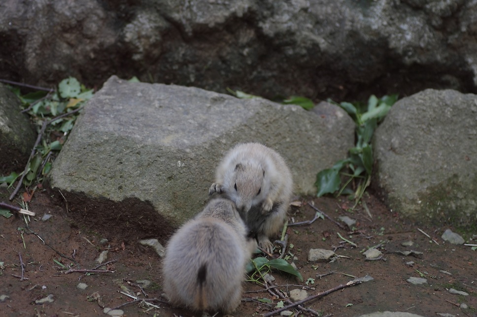 千葉市動物公園のプレーリードッグのせつない物語_c0222817_1821425.jpg