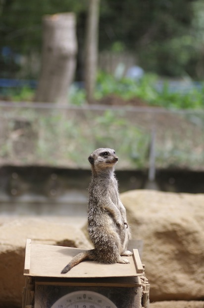 千葉市動物公園のプレーリードッグのせつない物語_c0222817_18225875.jpg