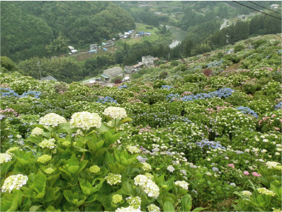 散歩部活動報告 「紫陽花のある風景　２０１２」_e0142619_2274782.jpg