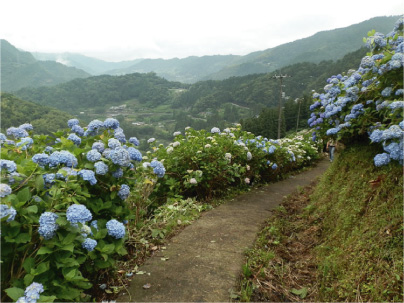 散歩部活動報告 「紫陽花のある風景　２０１２」_e0142619_2275687.jpg