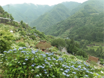 散歩部活動報告 「紫陽花のある風景　２０１２」_e0142619_2281970.jpg