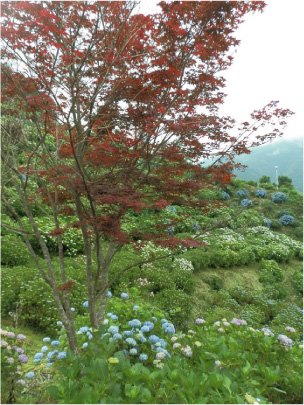 散歩部活動報告 「紫陽花のある風景　２０１２」_e0142619_2283862.jpg