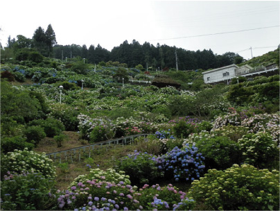 散歩部活動報告 「紫陽花のある風景　２０１２」_e0142619_2285075.jpg