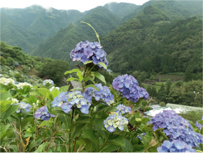 散歩部活動報告 「紫陽花のある風景　２０１２」_e0142619_228929.jpg