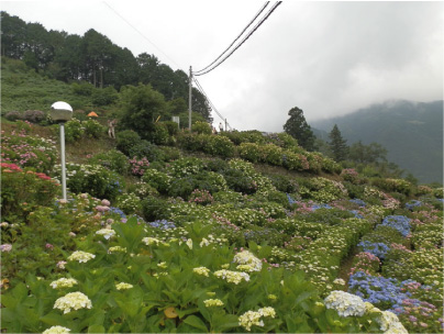 散歩部活動報告 「紫陽花のある風景　２０１２」_e0142619_229025.jpg