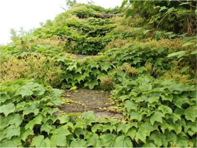 散歩部活動報告 「紫陽花のある風景　２０１２」_e0142619_2291071.jpg