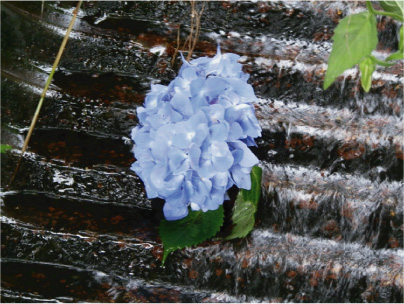 散歩部活動報告 「紫陽花のある風景　２０１２」_e0142619_2293998.jpg