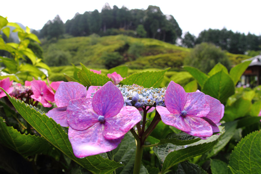 6月28日“三室戸寺の紫陽花”_d0069235_234392.jpg