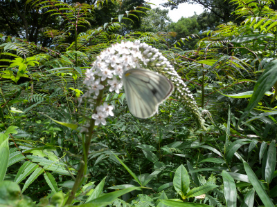 e0272335_2045566.jpg