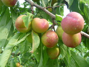 b0246036_60846.jpg