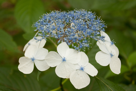 六義園の紫陽花_f0174939_1994044.jpg